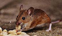 24 Hour & Emergency Exterminators in Country Club, WV